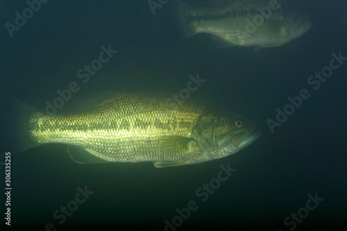 Underwater photo of the largemouth bass (Micropterus salmoides) in Soderica Lake, Croatia