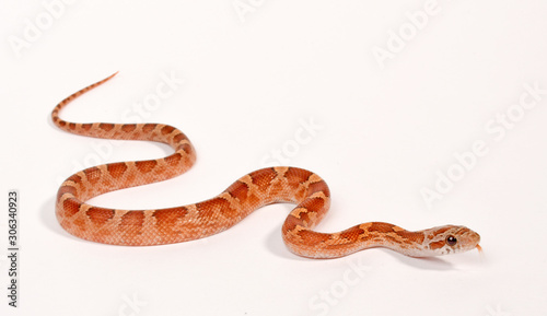 Corn snake / Kornnatter - Hypo Masque Diffused (Pantherophis guttatus)