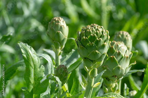 Farm field with green artichoke plants with ripe flower heads ready to new harvest