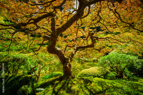 Twisting branches of the Japanese Maple Tree