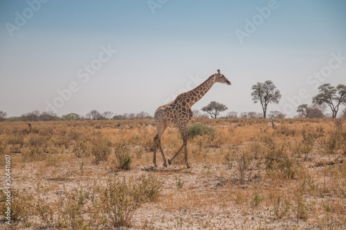 Giraffe in the moremi game reserve, Botswana, Africa