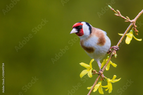 European Goldfinch (Carduelis carduelis)