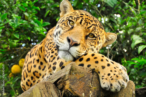 A close up of the head of an adult jaguar in the amazon rainforest
