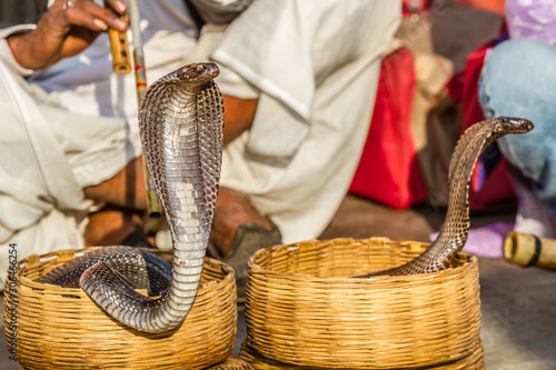 A close up of an Indian Cobra with a snake charmer behind playing a pungi flute.