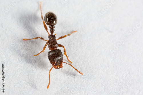 Pavement Ant, Tetramorium species-e, worker