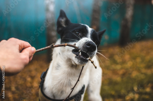 Portrait of a basenji dog that plays with a stick and bites it