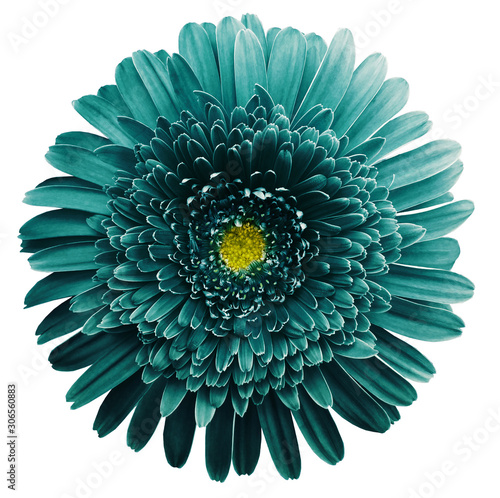 gerbera flower turquoise. Flower isolated on white background. No shadows with clipping path. Close-up. Nature