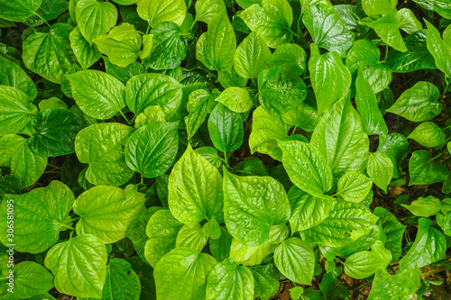 Top view (Flat lay) of Betel (Piper betel) green leaves textured