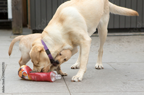 Kleine labrador pup pakt halsband