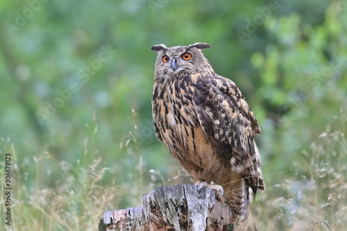 portrait of a eagle owl in the nature. Bubo bubo. Beautiful eagle owl sitting on the stump. Wildlife scene from nature.