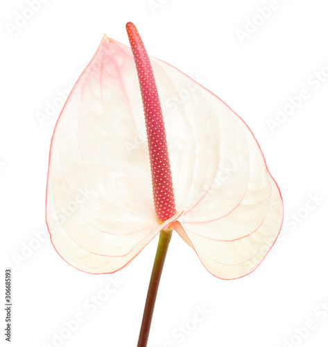 pink anthurium isolated