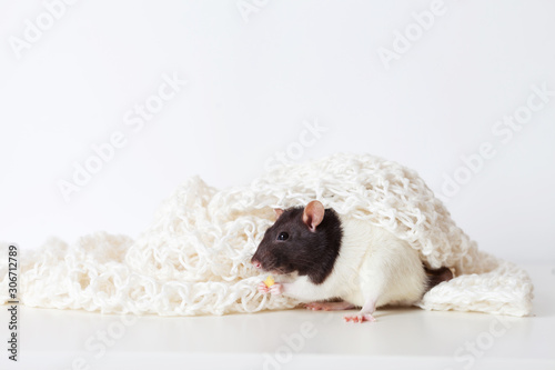 Cute domestic rat on white knitted plate. Symbol of the new year 2020. Year of the rat. Chinese New Year 2020. Christmas greeting card template. Copy space