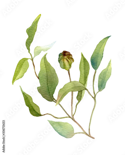 Curly twiggy clematis branch hand drawn in watercolor isolated on a white background. Ideal for creating invitations, greeting cards. Floral illustration. Watercolor botanic element for arrangements.