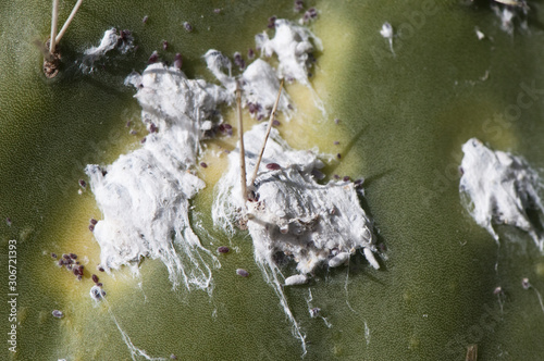 Dactylopius coccus cochineals scale insects this hemiptero also called carmine bug is a pest that is ending the prickly pears in much of Andalusia