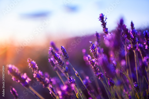 Lavender flowers at sunset in Provence, France. Macro image, shallow depth of field. Beautiful nature background