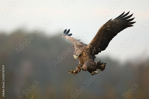 White tailed eagle (Haliaeetus albicilla)