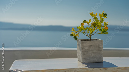 Mandarynki w donicy na tle widoku morskiego, słonecznego krajobrazu Grecji