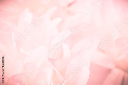 Beautiful abstract color pink and white flowers background and pink flower frame and white and pink background texture 