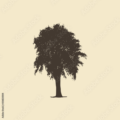 Elm or Maple, hand drawn silhouette. Vector sketch of deciduous tree.