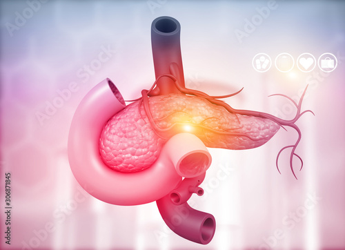 Anatomy of pancreas. 3d illustration