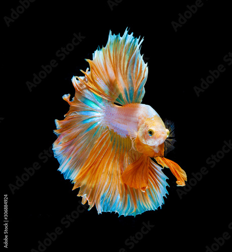 Orange and white siamese fighting fish isolated on black background.Copy space black background.