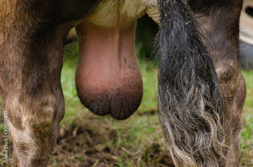 Large testicles of a bull of Portuguese breed, northern Portugal.