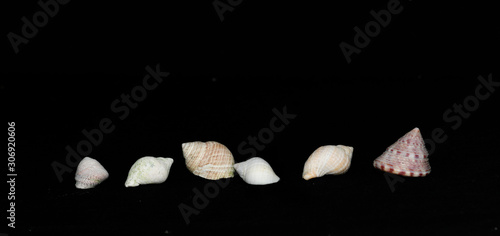 sets of sea shells