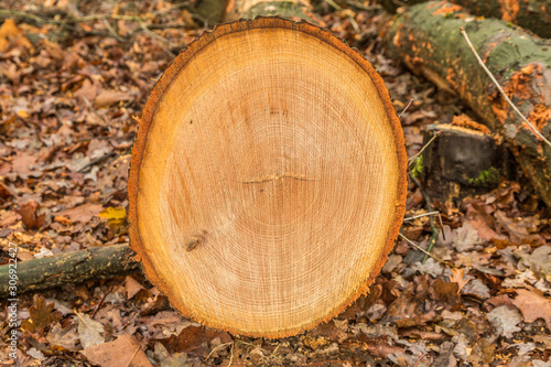 Cross-section tree trunk of American oak, Quercus rubra with heartwood, sapwood, bark, bark and clearly visible marrow rays and saw marks of chainsaw
