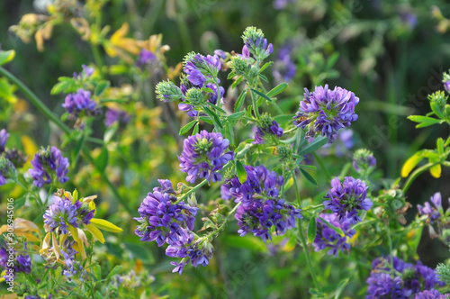 The field is blooming alfalfa