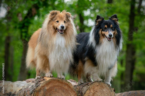 shetland sheepdogs