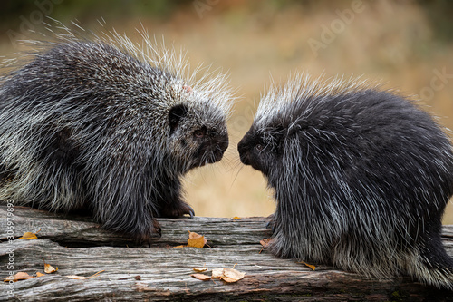 Porcupines Elvis and Presley