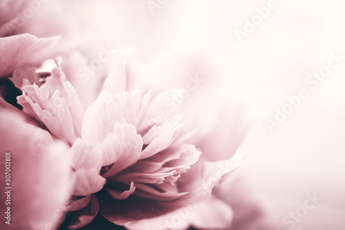 Peony flowers close-up, soft focus. Gentle floral background
