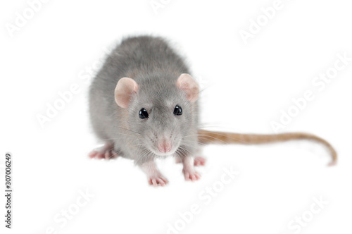 home hand rat isolated on white background, rat with food in paws, mockup, copyspace