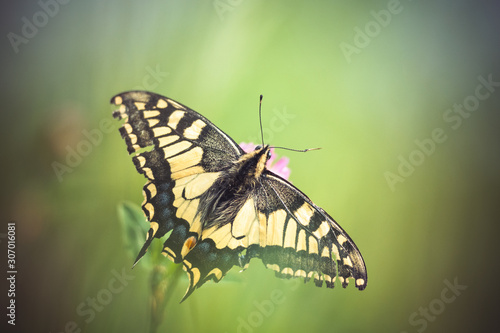 Superbe papillon machaon sur une fleur