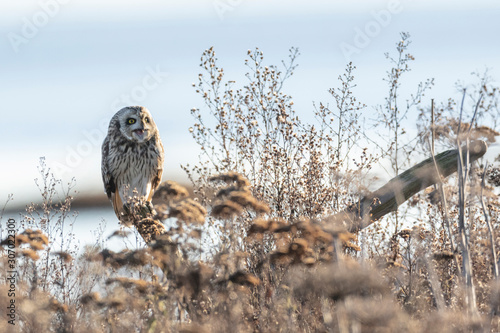 Short eared owl