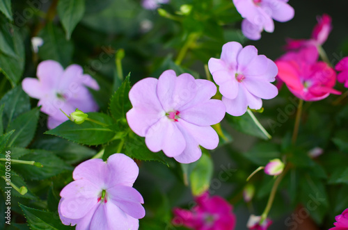 Impatiens walleriana pink flowers