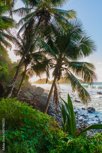 View of Cachorro beach in Fernando de Noronha, Brazil. Cocunut trees and tropical plants near a beach.