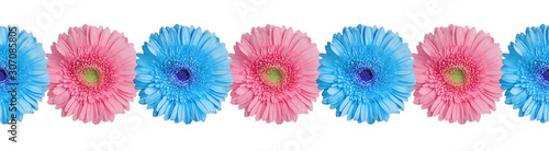Blue and pink gerbera flowers border on white background isolated close up, gerber flower seamless pattern, greeting card decorative frame, floral ornamental line, daisies decoration, design element