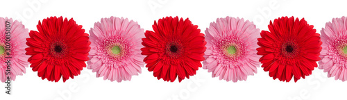 Red and pink gerbera flowers border on white background isolated close up, gerber flower seamless pattern, greeting card decorative frame, floral ornamental line, daisies decoration, design element