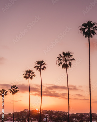 Encinitas, California palm trees at sunset