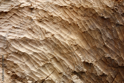 On a trunk of the thick fallen willow the beaver left a large number of traces from the teeth.