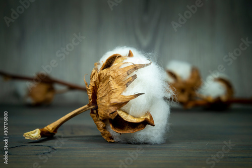 Cotton boll with natural cotton