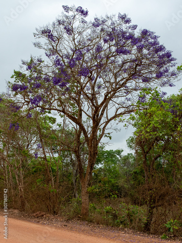 Ein Jacaranda Baum mit seinen intensiv lila Blüten
