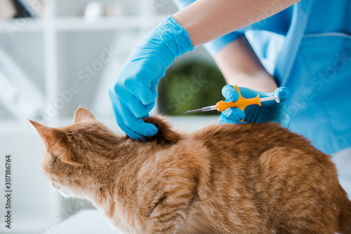 cropped view of veterinarian doing implantation of identification microchip to red tabby cat