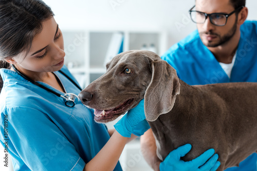 selective focus of veterinarian assisting colleague while examining weimaraner dog