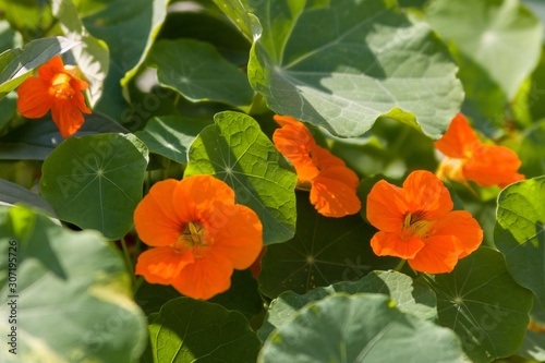 The large Nasturtium (Tropáeolum május), also the large Capuchin is an annual herbaceous plant, a species of the genus Tropaeolum of the family Tropaeolaceae. Type species of this genus.