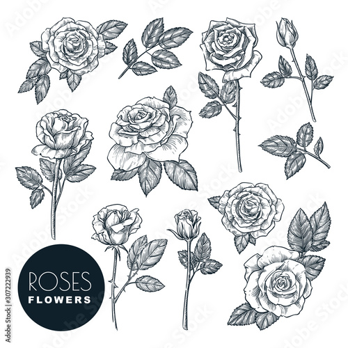 Roses flowers set, vector sketch illustration. Rose blossom, leaves and buds isolated on white background.