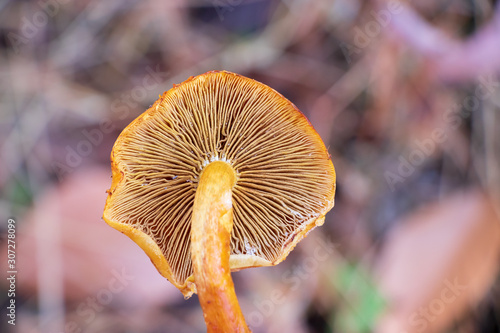 Close up of Pholiota mushroom gills