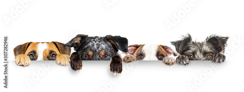 Dogs Peeking Eyes and Paws Over White Web Banner