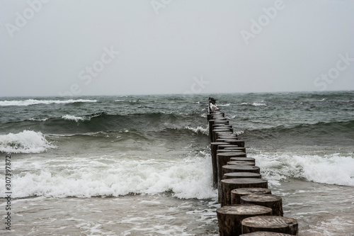 Seagulls and cormorants on the wooden breakwater on a stromy day. Baltic sea in Poland